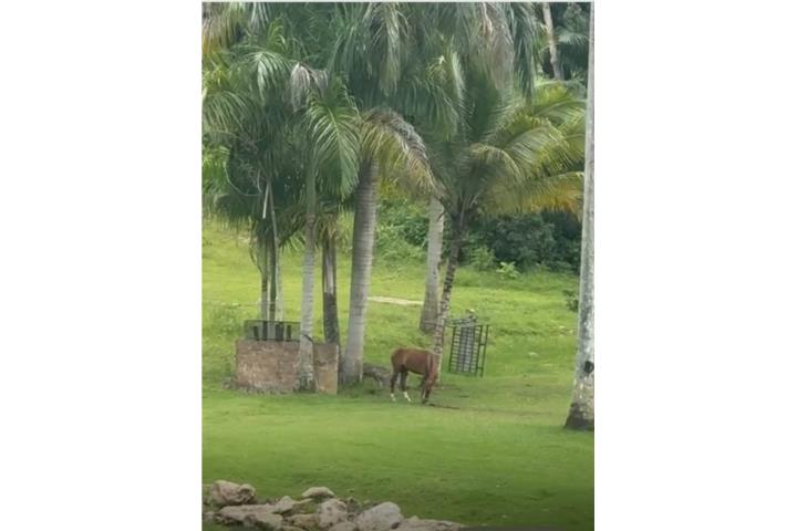 Hacienda Del Toa Alta