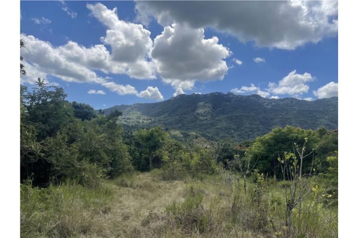 Hermoso solar colindante con el lago Toa Vaca en Villalba, completamente llano! Tiene de frente la c