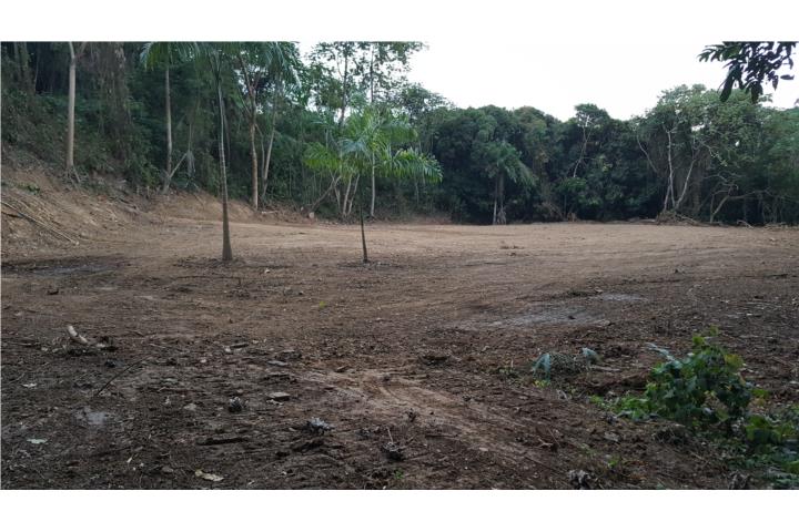 Naranjo Puerto Rico Aguada