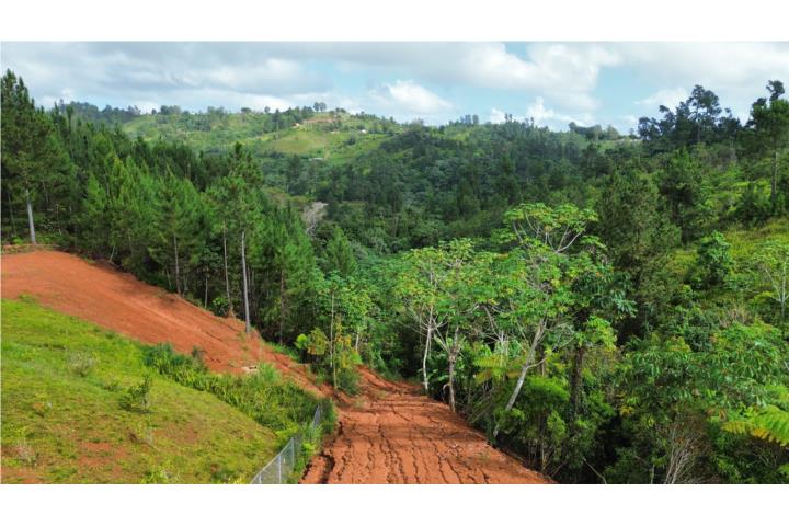 Mana Puerto Rico Corozal