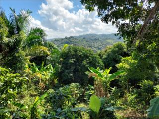 Barrio Fronton, Ciales