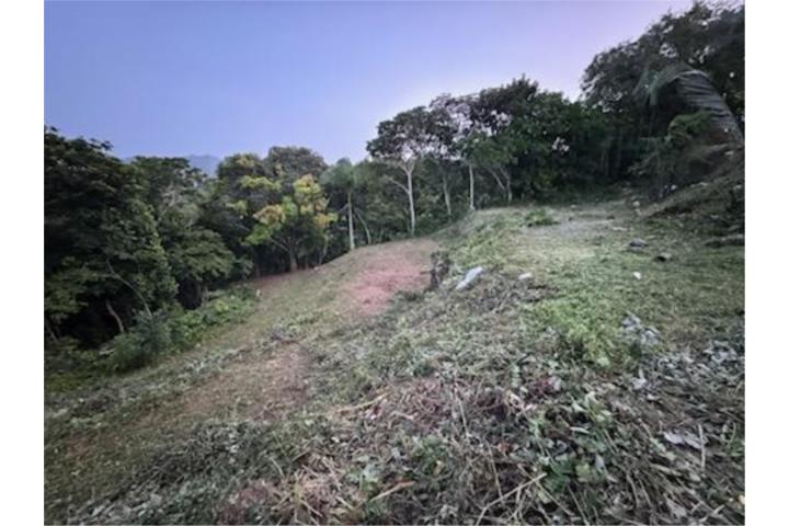 Hermosa Finca en Barrio Las Palmas, Utuado.