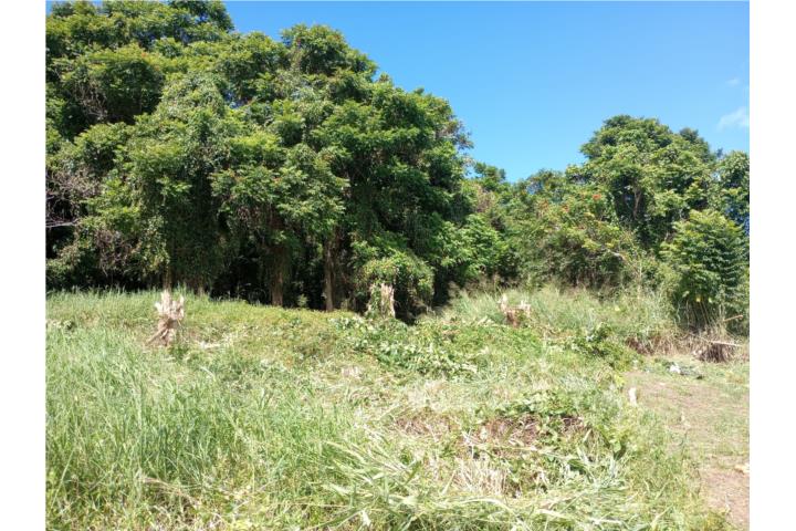 SOLAR BARRIO MONTE BELLO MANATI 1854 m²