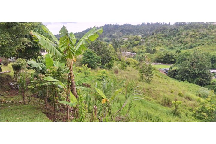 5 cuerdas espectaculares en Maná Corozal