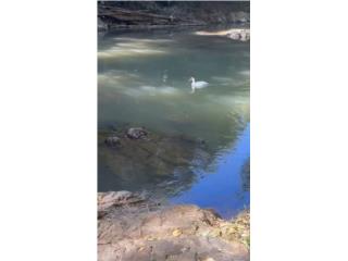 Paraiso  4 cuerdas con rio en la colindancia 