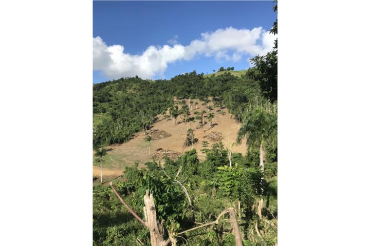 13 CUERDAS TRUJILLO ALTO