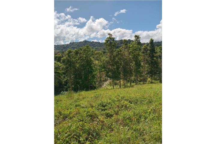 Bo. Cerro Gordo, Sector Hoyo Hondo