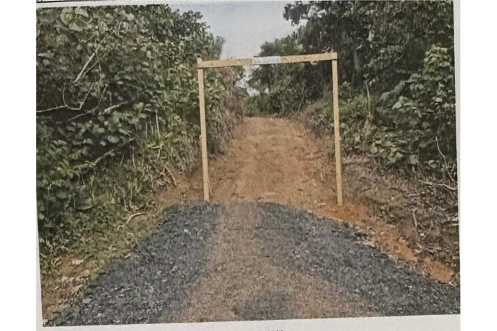 Finca en Bo. Espino, San Lorenzo, P.R.