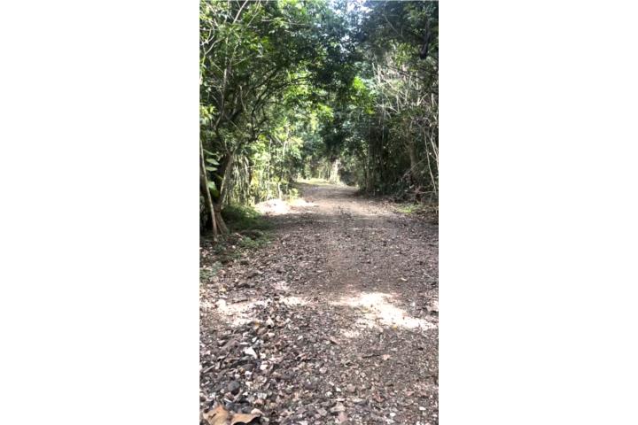 TERRENO DE 5.5 CUERDAS FRONTON-CIALES