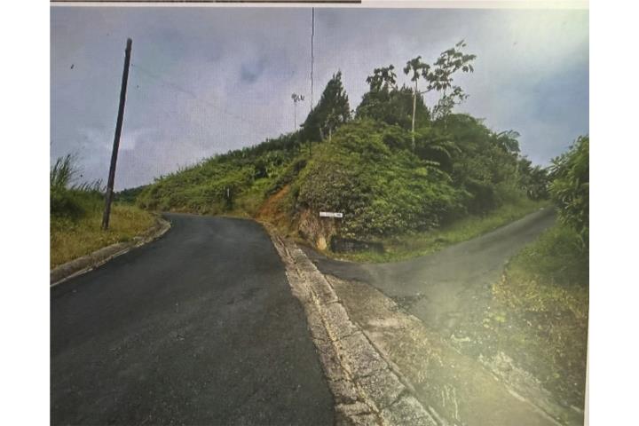 Espino Puerto Rico San Lorenzo