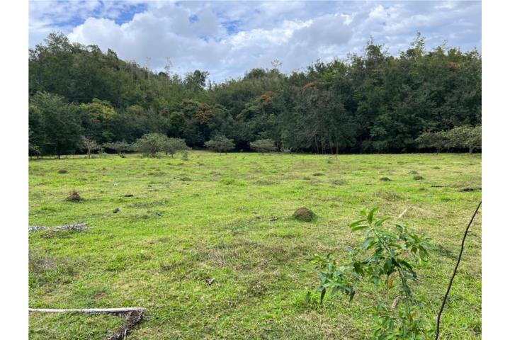 Pugnado Puerto Rico Vega Baja