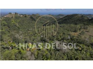 Finca en Orocovis - 74 cuerdas