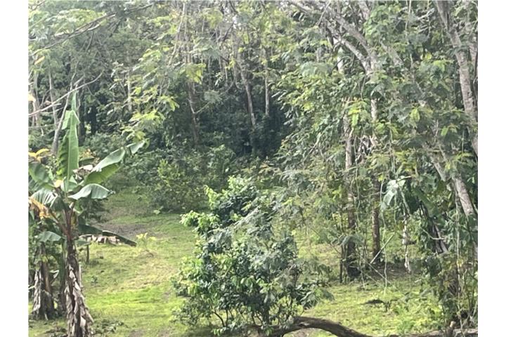 (1) cuerda de terreno