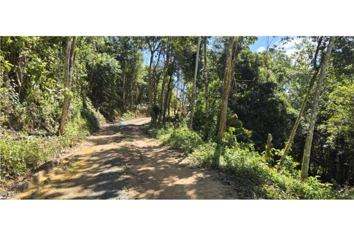 Finca de 18 cuerdas en Cidra