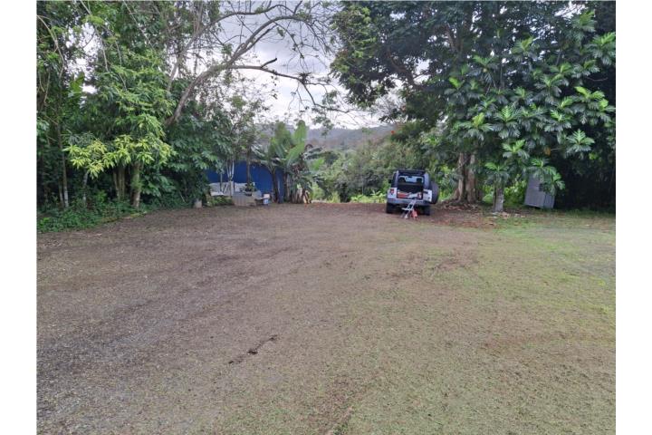 Cayey. barrio Beatriz sector los robles