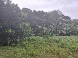 Terreno 3 cdas en Cupey Alto, San Juan