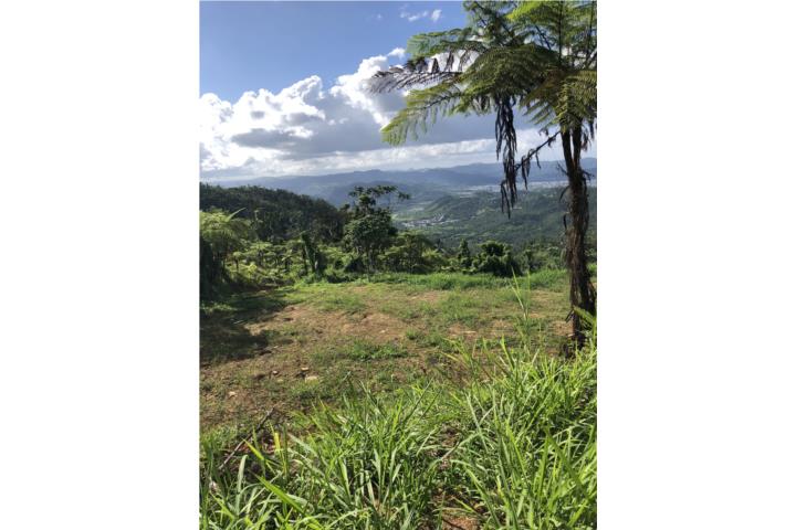 Finca 2.01 cuerdas Bo Borinquen caguas P R