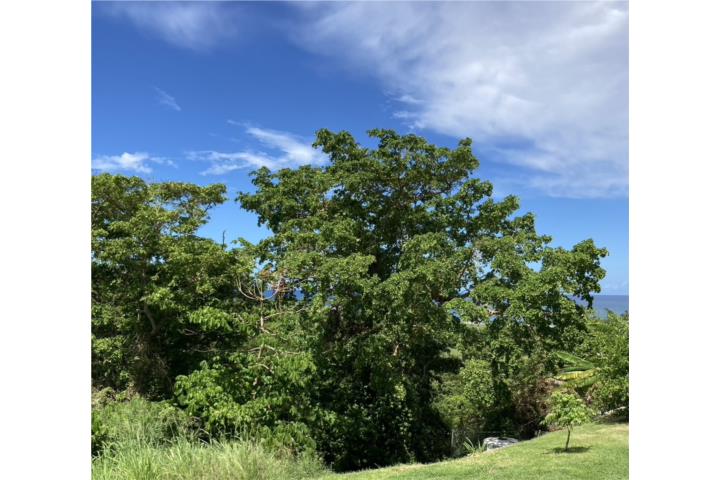 Membrillo, Camuy Lot Ocean View