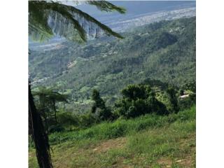 Finca 6.5 cuerdas Bo Borinquen caguas PR
