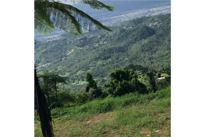 Finca 6.5 cuerdas Bo Borinquen caguas PR