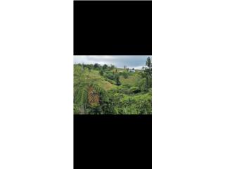 3 cuerdas Bo.Gato  Orocovis 