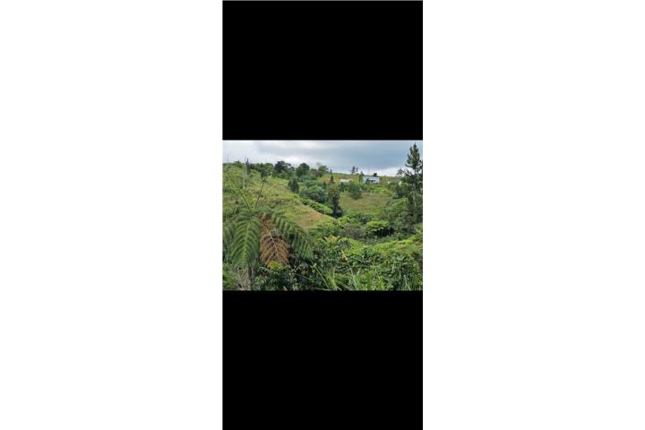 3 cuerdas Bo.Gato  Orocovis