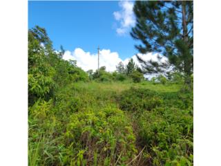 Finca 26cds.Bo.Ceiba,Cidra