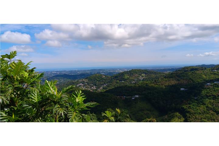 Lo mas alto de Jaguas Gurabo Vista al mar