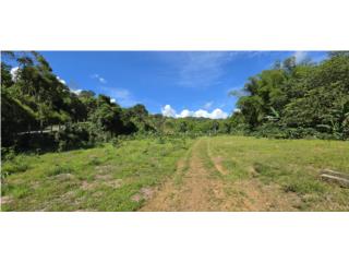 Coffee farm opportunity in Mayaguez