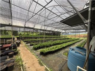 Finca con Hidrop�nico, 2.043 cdas, Lares