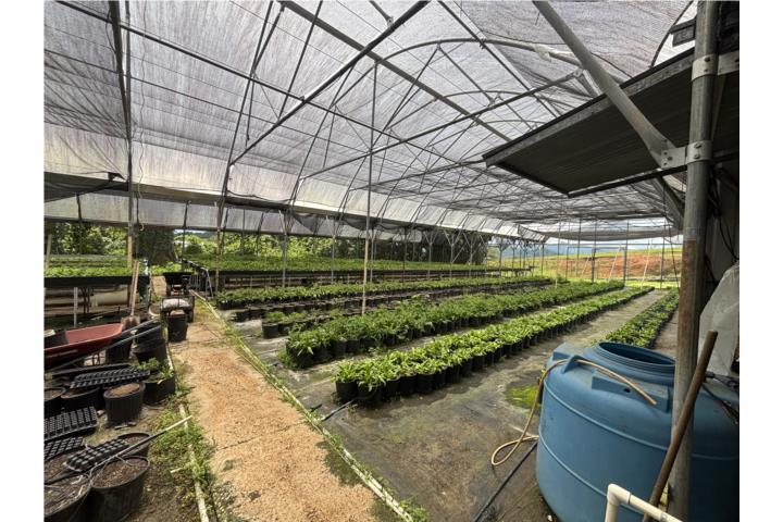 Finca con Hidropónico, 2.043 cdas, Lares