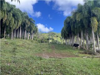 Bellas fincas en la falda del Yunque