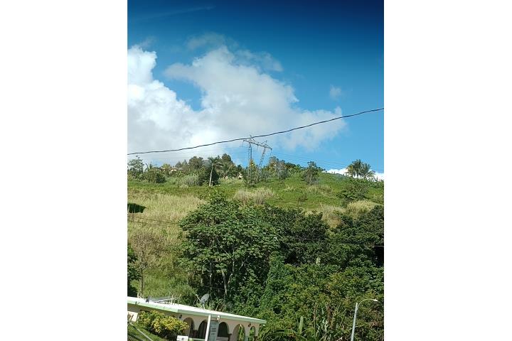 Finca de Ceiba, Cidra y Cejas, Comerio