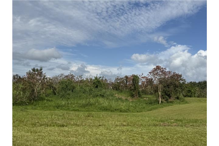 El Verde Puerto Rico