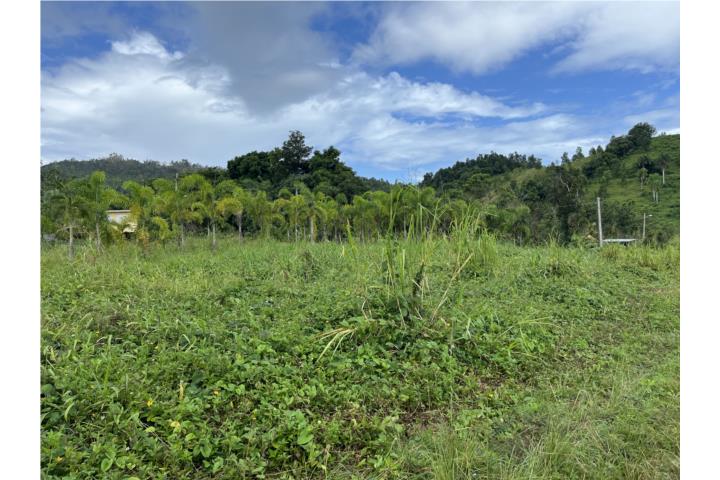 Sector Rio Abajo Ceiba