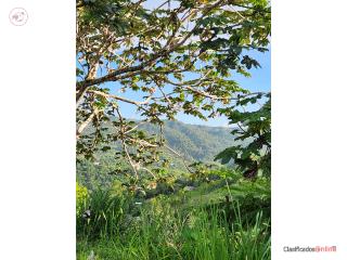 Guavate 