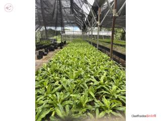 Finca en Lares, 2.043 cds. con hidrop�nicos