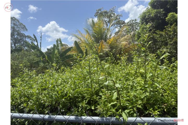Cuchillas Puerto Rico
