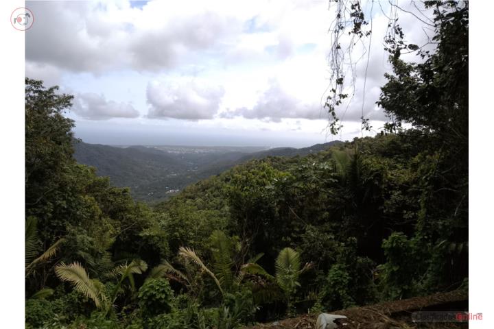 Farm in Carite, Guayama