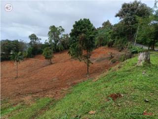 Finca Bo. Negros, Corozal