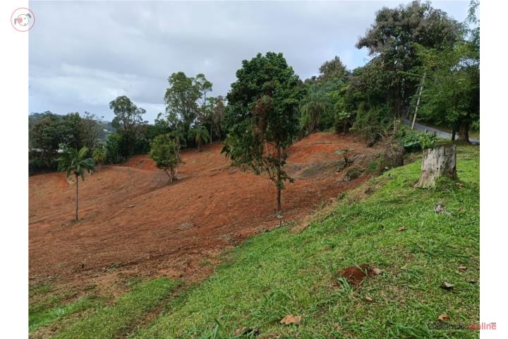 Farm in Negros, Corozal