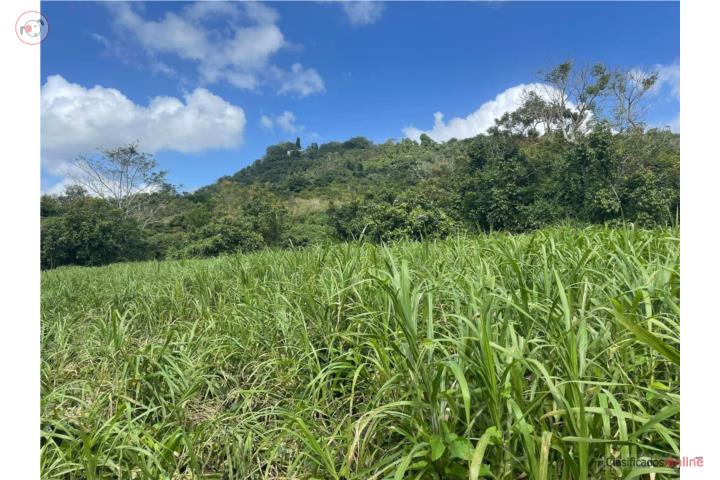 Farm in Pueblo Nuevo, Aguas Buenas