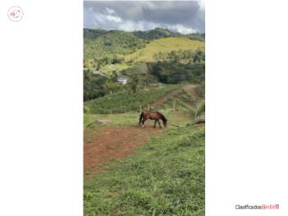 Hermosa Finca 2 Cuerdas de Terreno Pr...