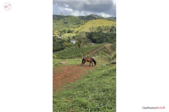 Farm in Ceiba, Cidra