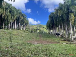 Se venden 3 fincas con quebrada