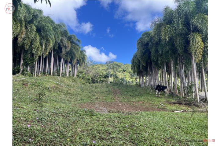 Farm in Rio Abajo, Ceiba