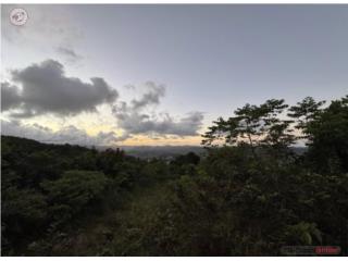 Cayey 29 Cuerdas a 2min de PR-52