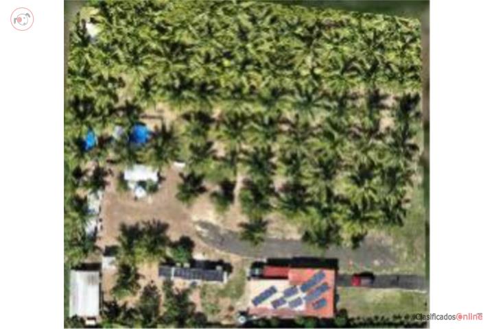 Farm in Carrizales, Hatillo