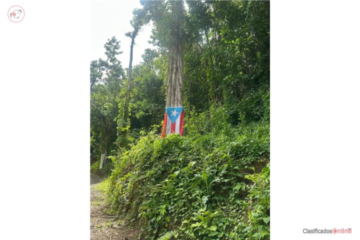 Farm in Jaguas Pasto, Guayanilla