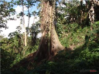 Finca en venta en Carretera 105 Mayag...